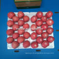 Yantai fruits frais rouge fuji apple meilleur exportateur de prix en Chine